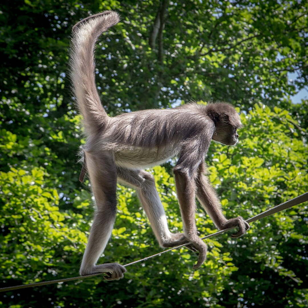 Wildlife on Old Rag